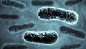 urinary recurrent urology tract patients coli